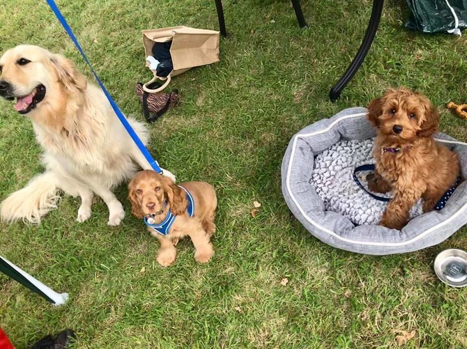 Three dogs sit on grass/dog bed