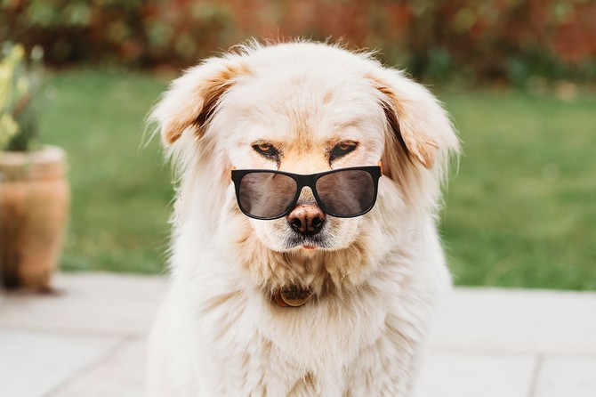 Nerys, the fluffy blonde dog, is looking at the camera and wearing sunglasses perched on the end of her nose