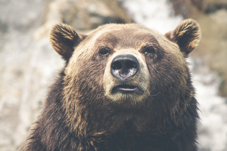 Close-up of a bear's face